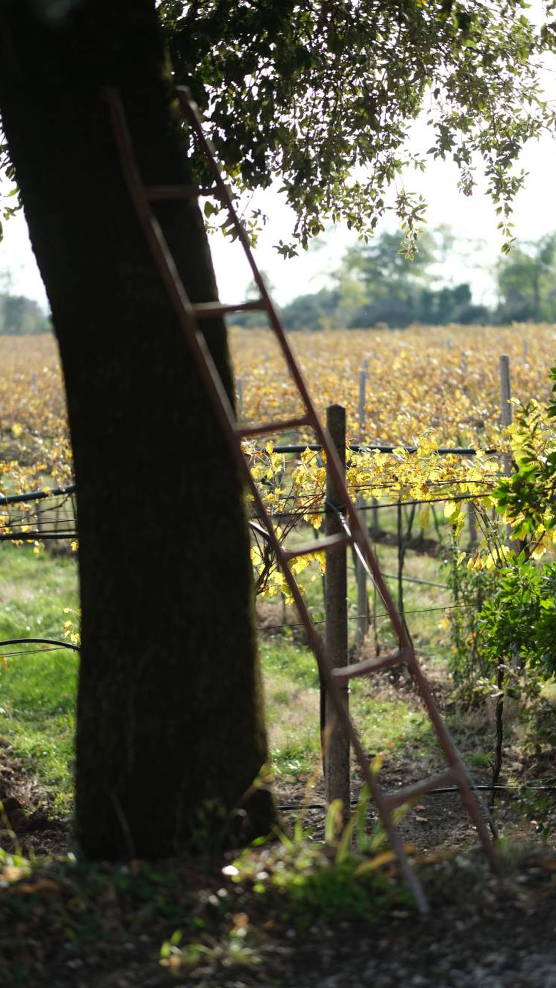 NetEvolution Vicenza Casa Cecchin Shooting Vigna